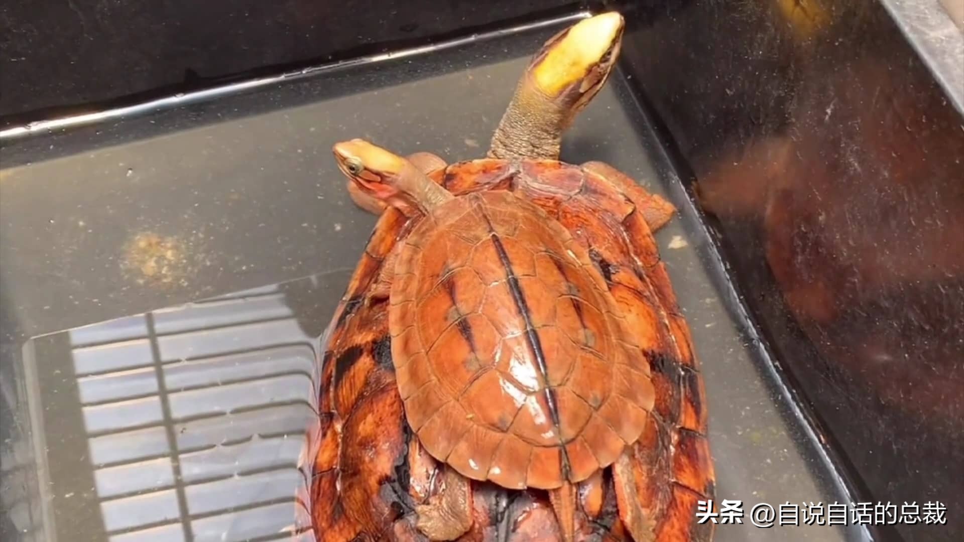 龟蛇大战巨龟视频,罕见别致的龟蛇大战