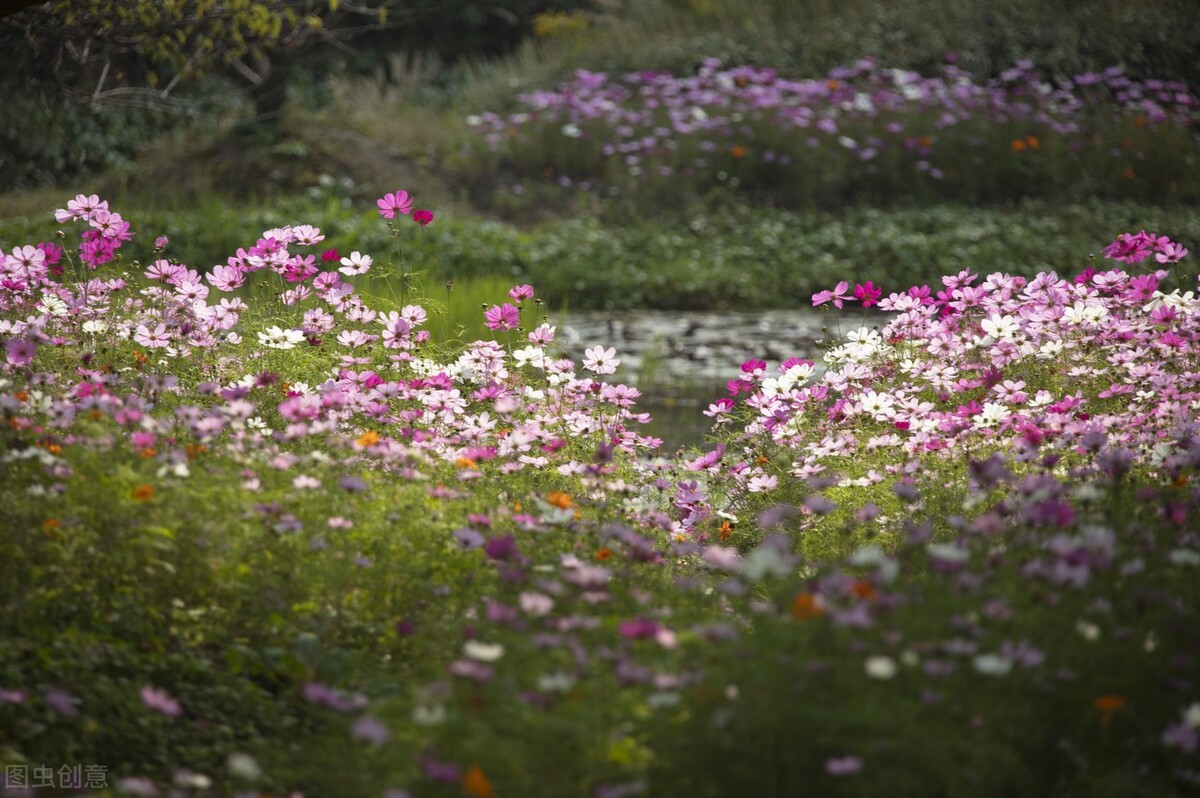 我问荷花借一叶随着涟漪来你身边我不惊动你妹妹你是夜空的星静谧