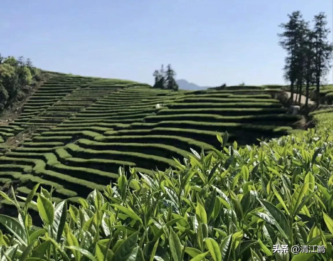 人称“蜂花醇”，有“9大增产用途”，对照使用，可提质增效