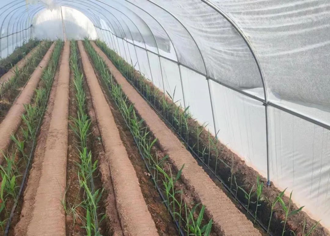 生姜生长过旺用什么药,生姜长太慢打什么药让它长得快