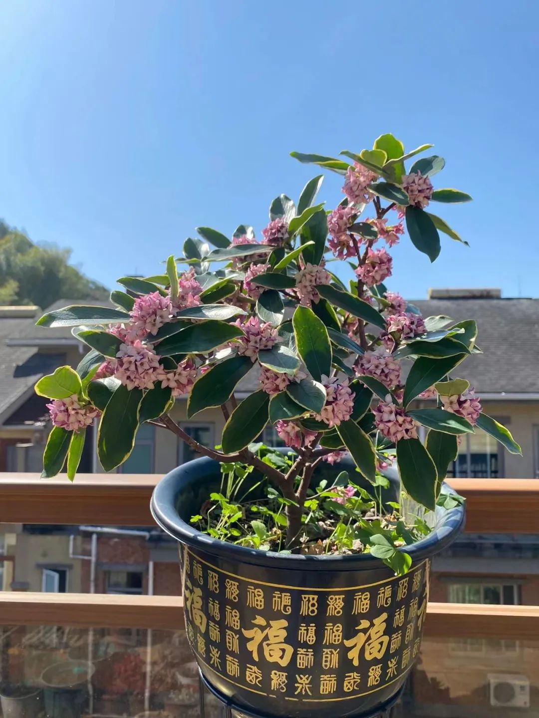 寓意最好的十大盆栽花卉,好运当头的花卉