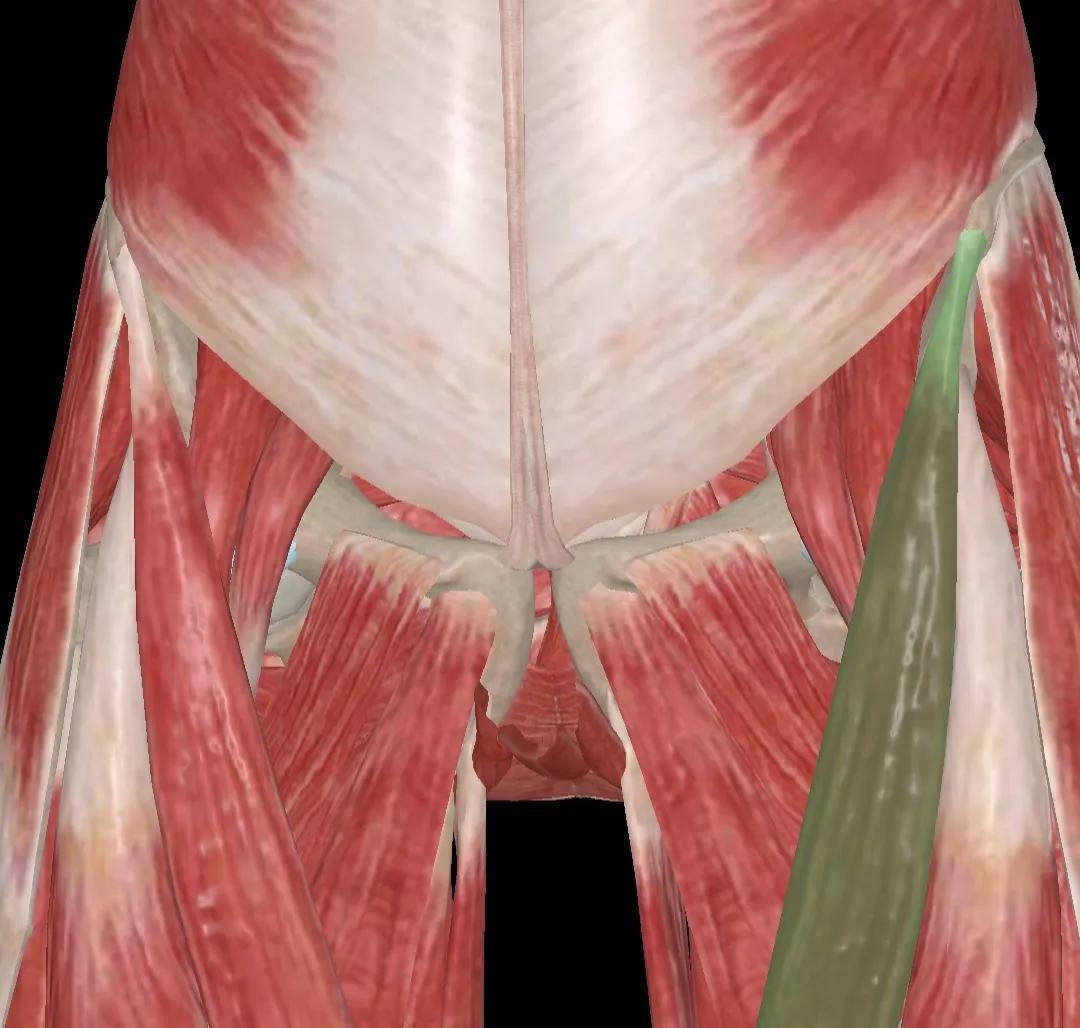 跑完步后大腿根骨头关节疼,跑完步走路大腿根部筋疼痛