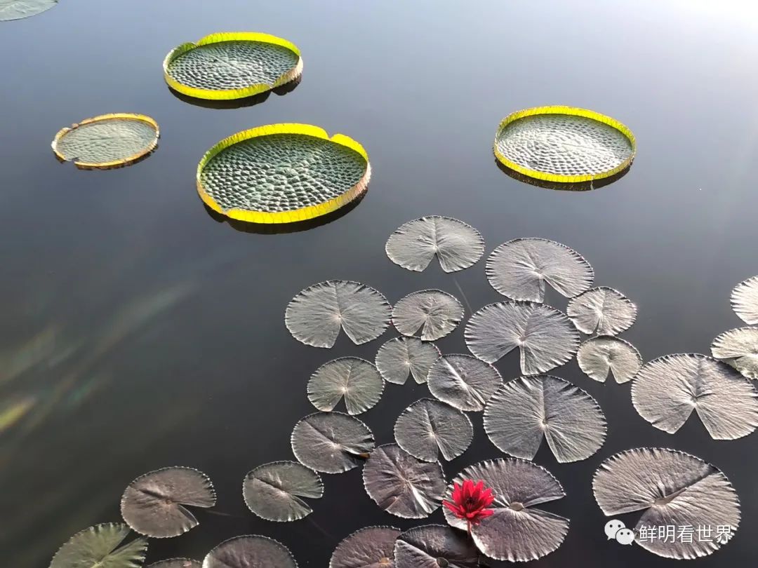 明心见性花开见佛,花开见佛碧水禅心