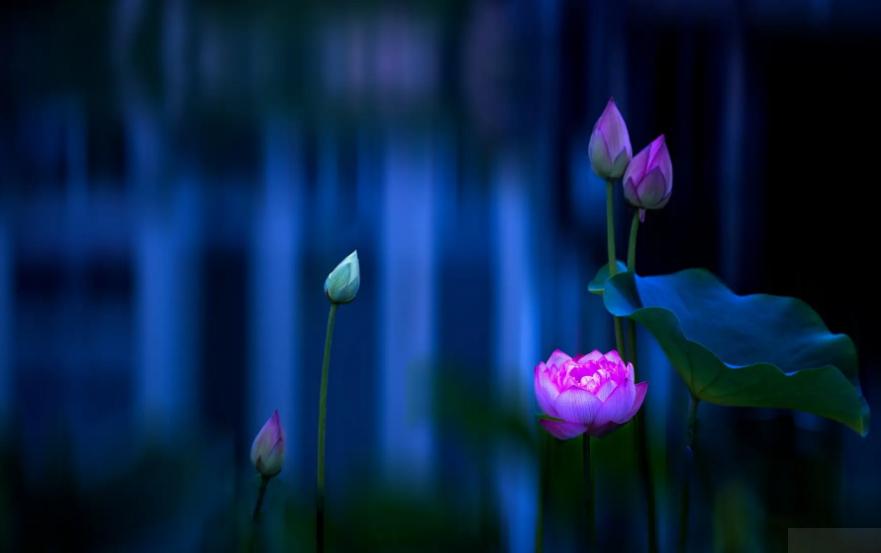 周嗣远|接天碧叶莹如玉，夕照芙蓉万朵花（原创荷之歌25首）