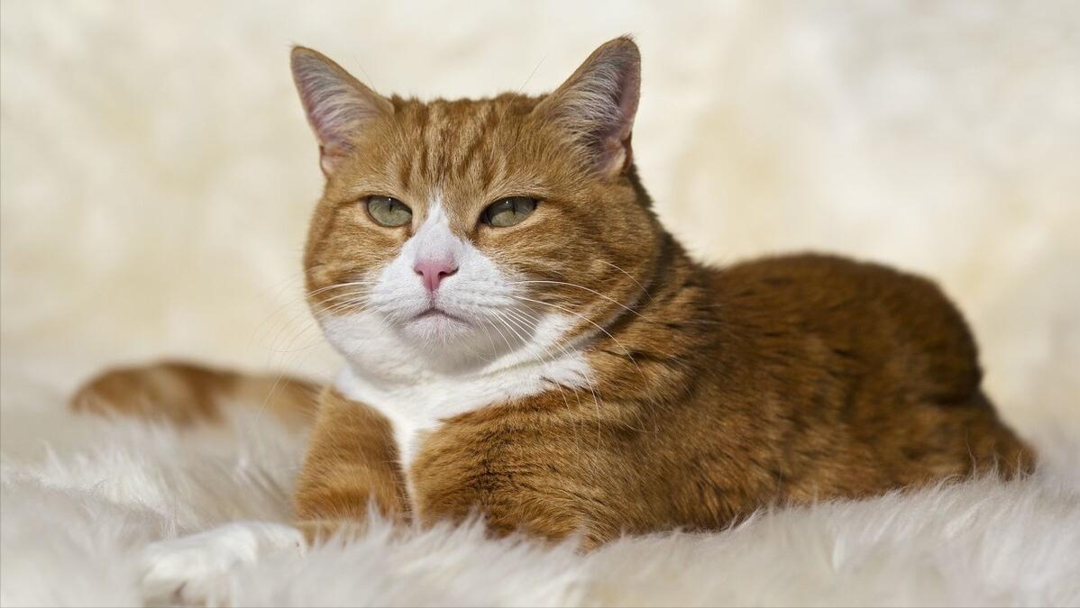 网红猫包好不好,网红猫被主人害死