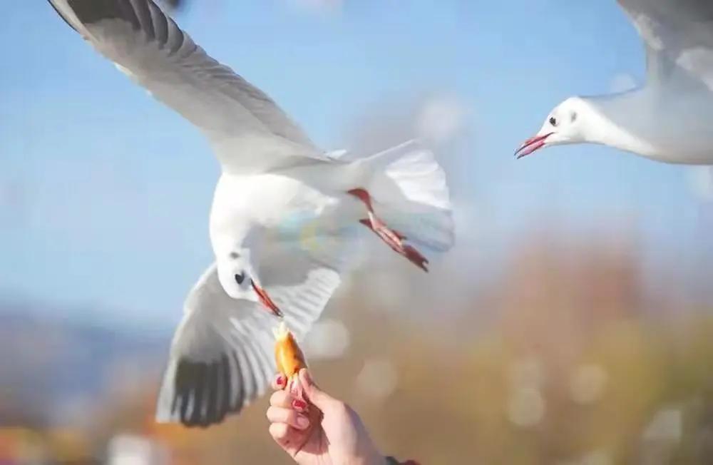 春节旅游最佳去处云南旅游攻略,春节云南旅游必去的景点推荐