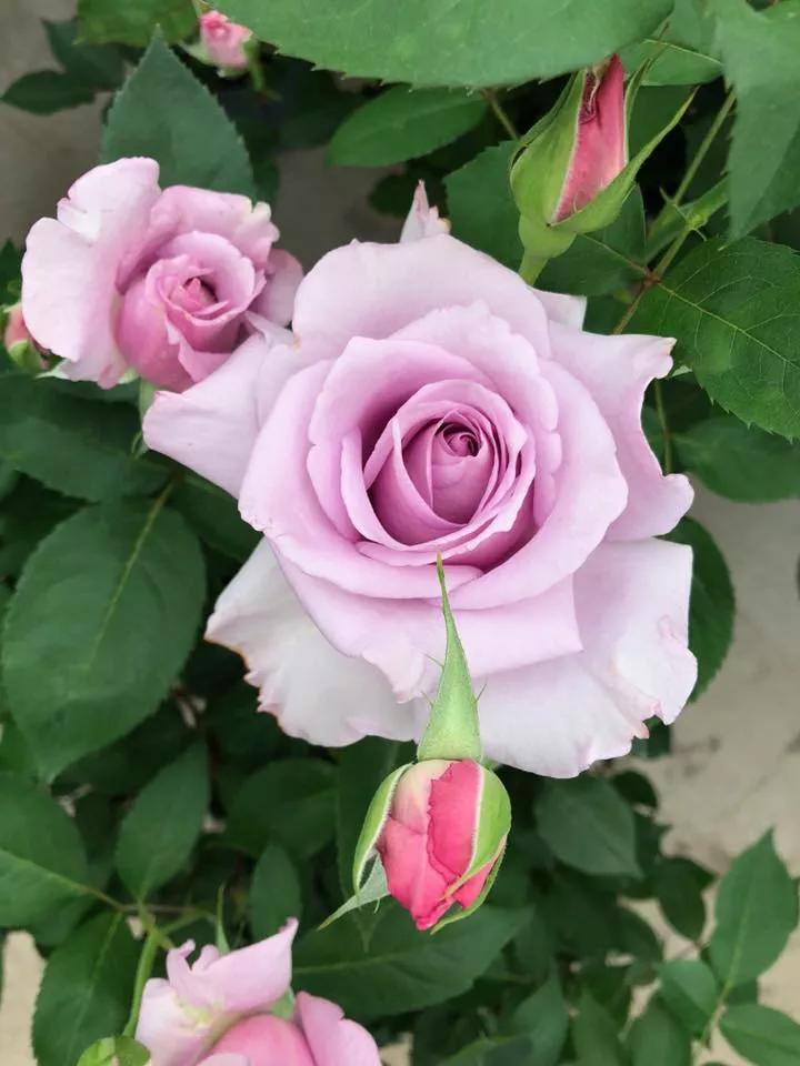 常见切花月季一览（45）