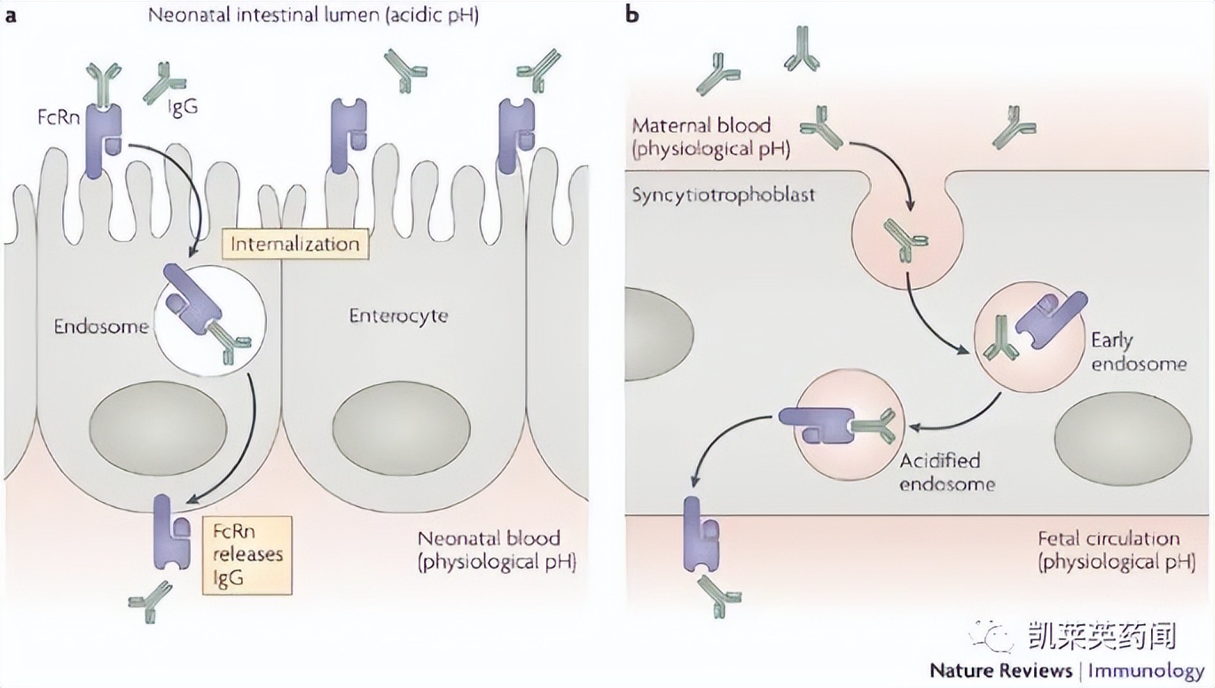 有望治疗七八十种自身免疫性疾病？一起来看FcRn的最新进展