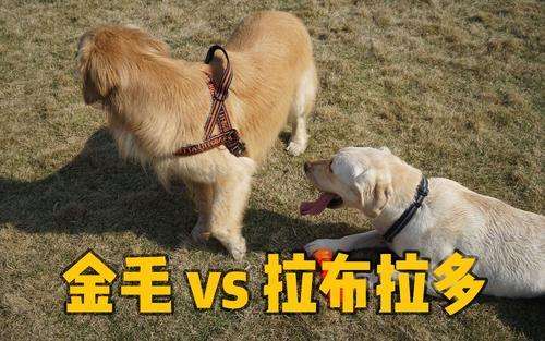 金毛对比拉布拉多哪个好,金毛vs柯基优缺点