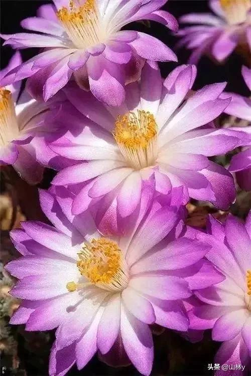 十大绝美花朵,绝美花朵视频