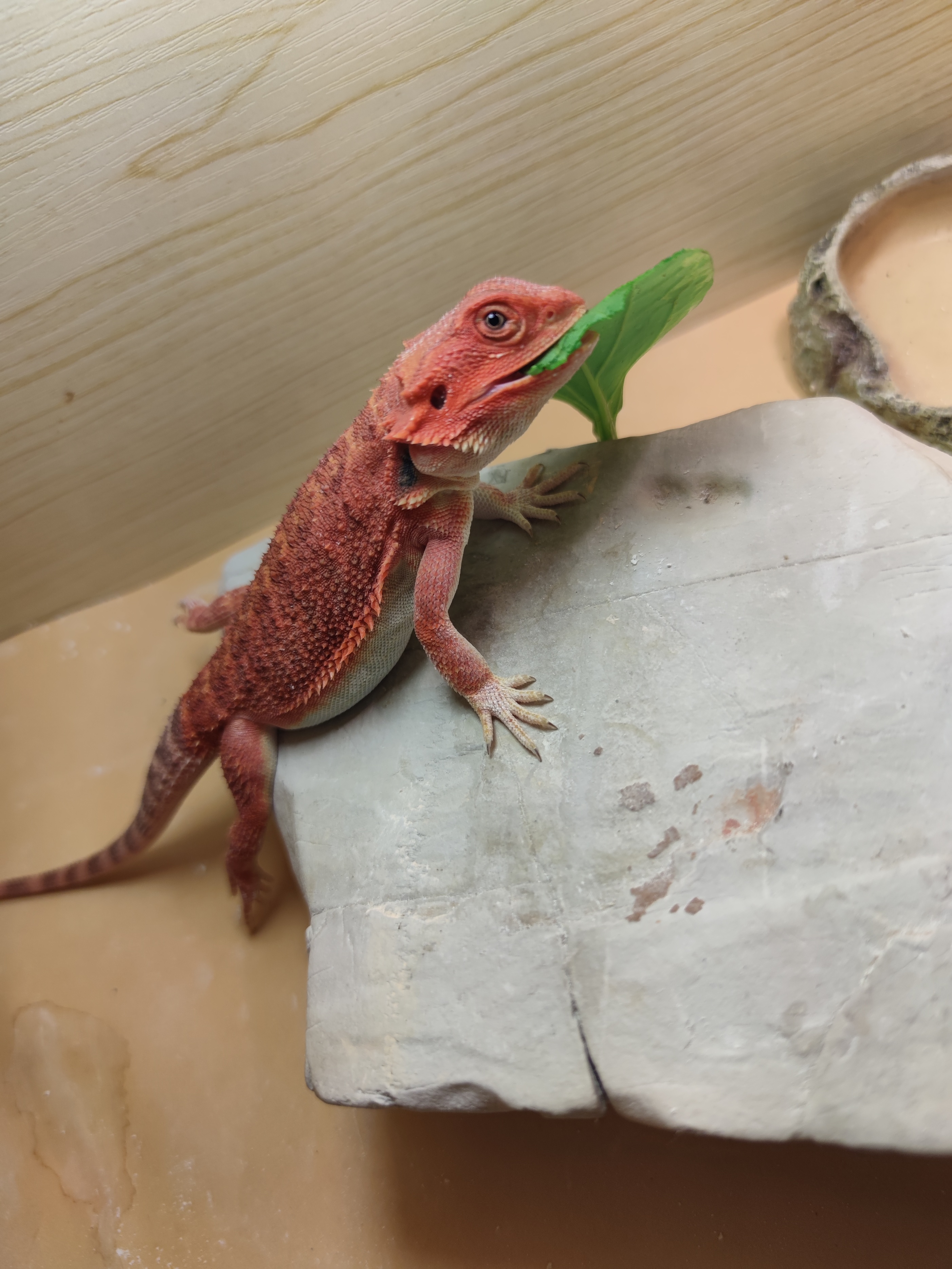 超白鬃狮蜥宠物出售,鬃狮蜥便携宠物外出包