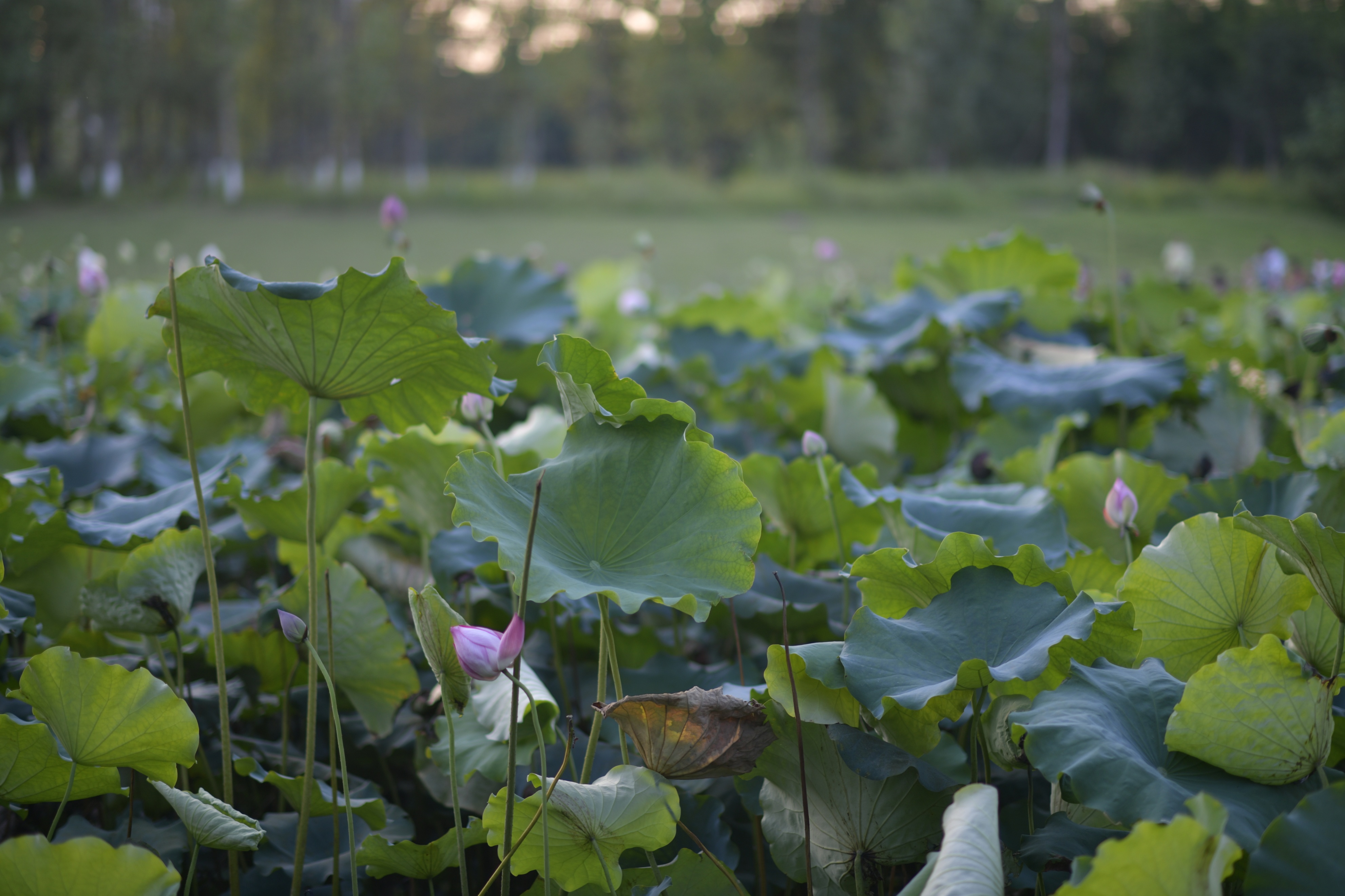 重庆市赏花胜地游玩线路,重庆渝北周边赏花地点推荐