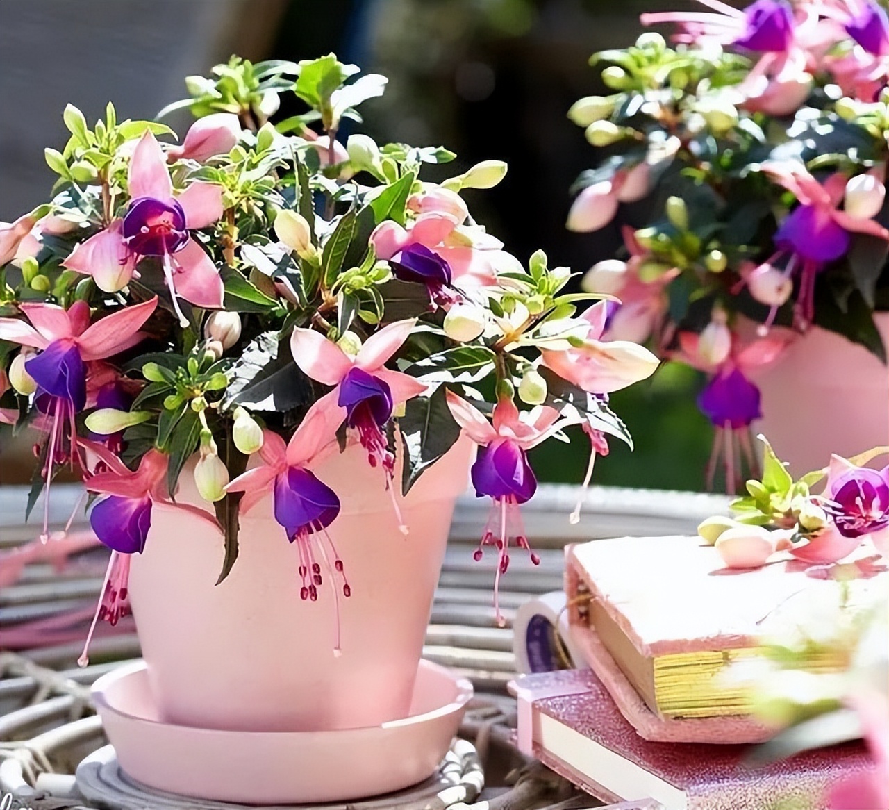 适合室内养的耐阴花和植物,就养这10种耐阴花比绿萝都好养