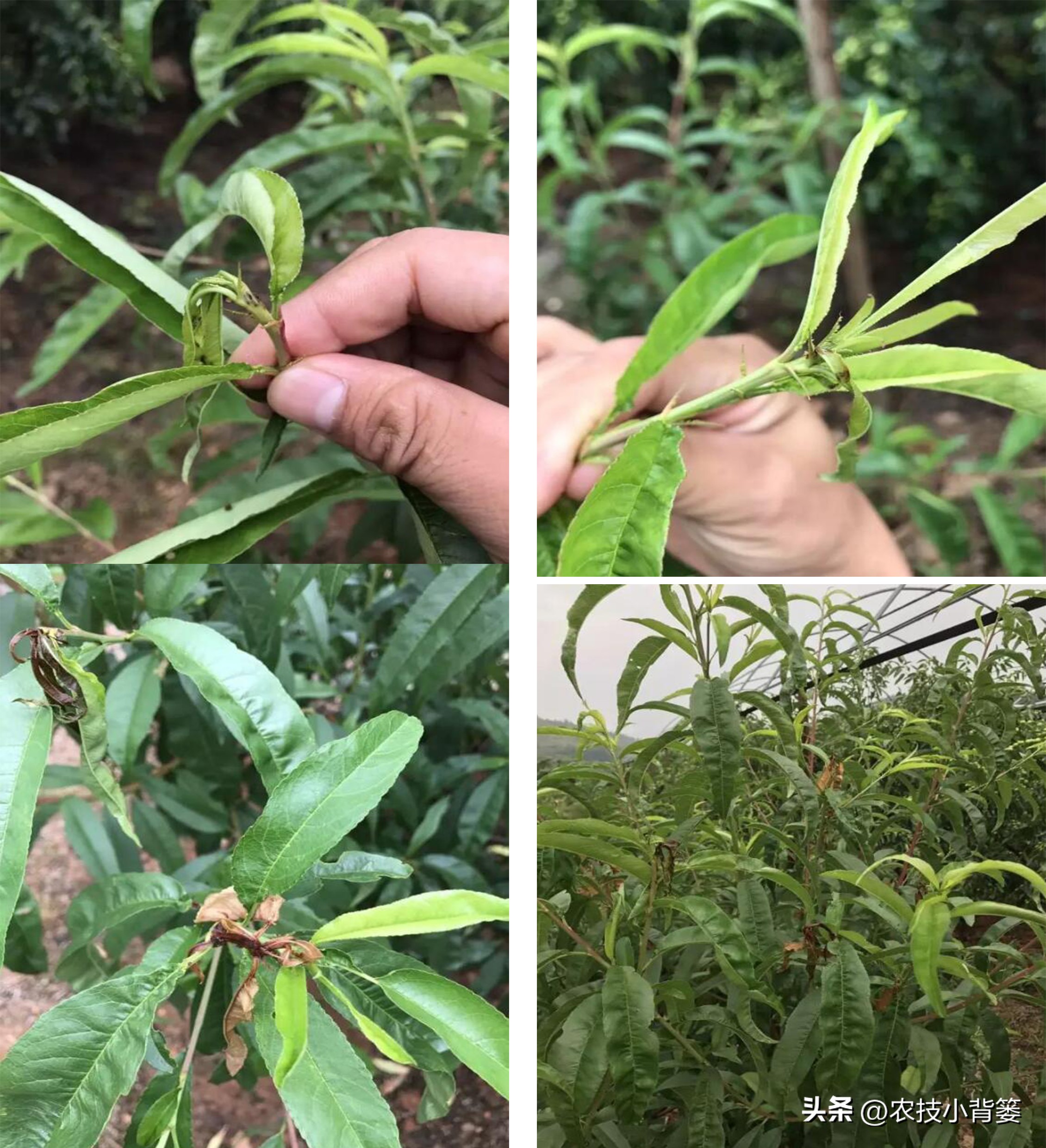 农作物缺钙补充什么肥料,为什么钙肥补了问题还是很多