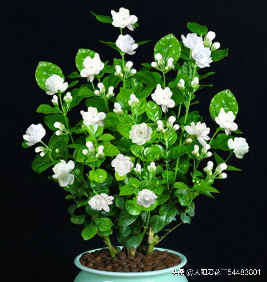 如何理解人养花一时花养人一生,家里养这10种花越养越健康