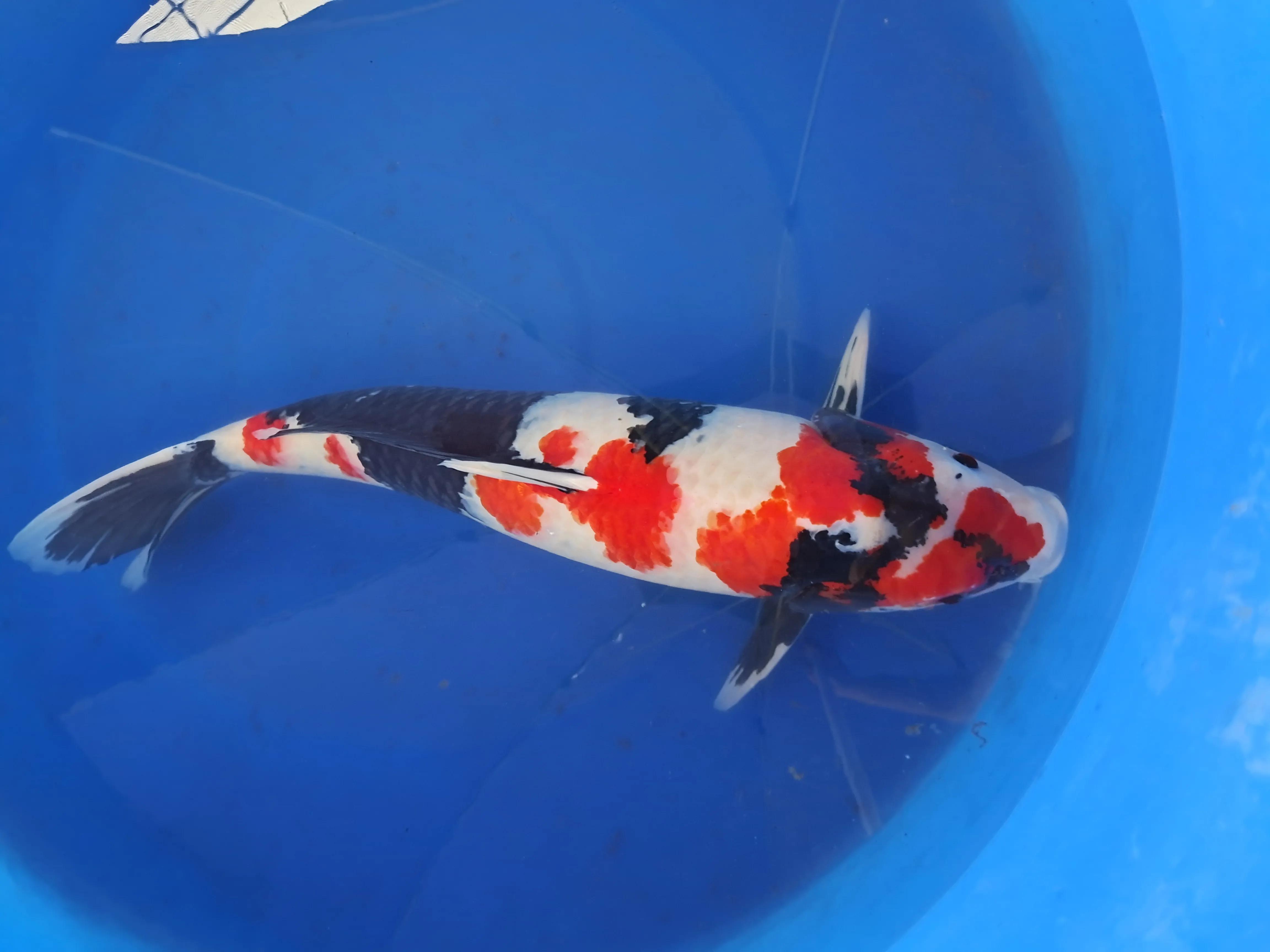 日本进口锦鲤多少钱一只,日本锦鲤品种及价格表