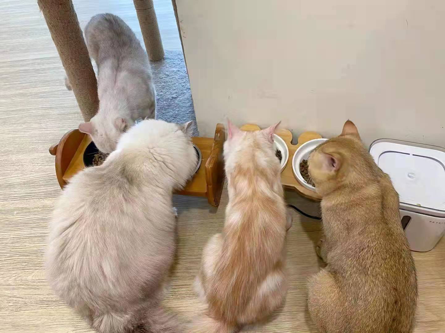 猫咪冬天会闹春吗,猫咪冬天会更爱睡觉吗