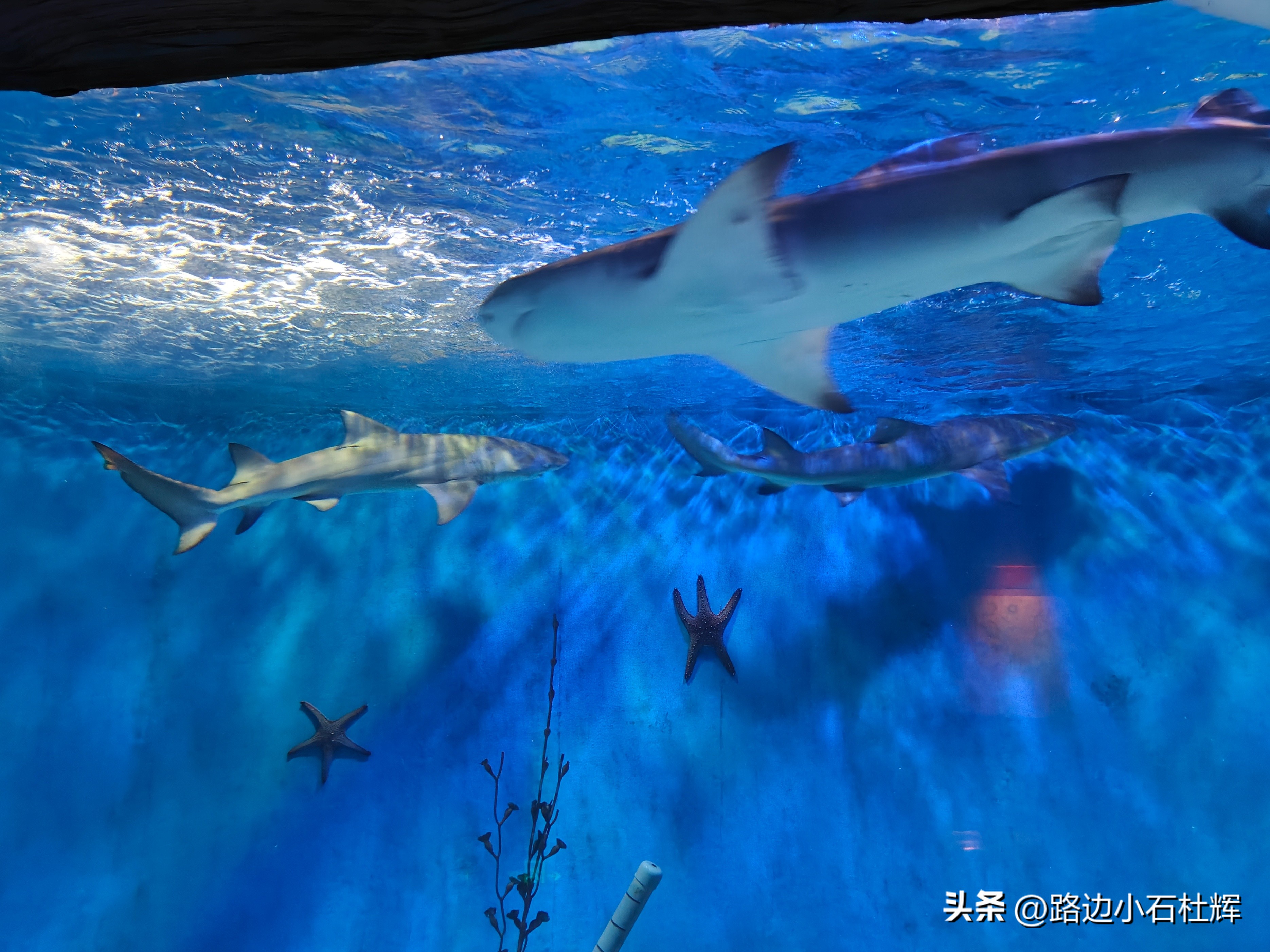 游逛人间,北京海洋馆旅游攻略