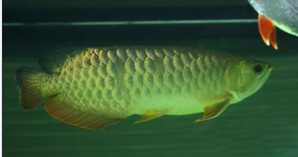 超极品蓝底过背被养成3流街货，最终死亡……