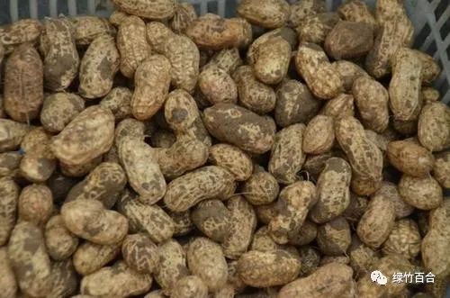 落花生课文,落花生的女儿