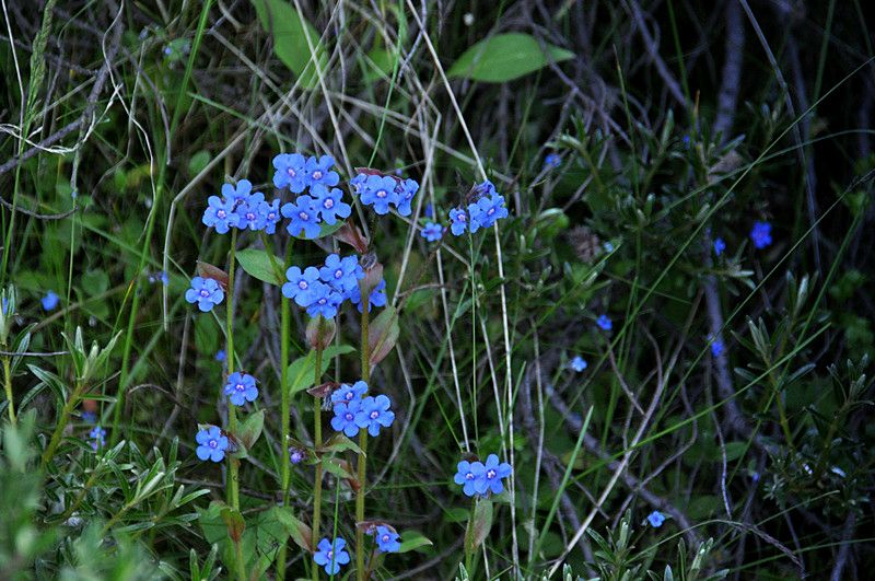 微孔草的种植技术,长圆叶微孔草介绍