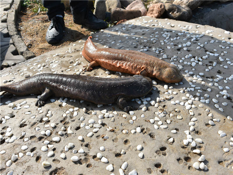 大鲵选育研究和病毒疫苗研发