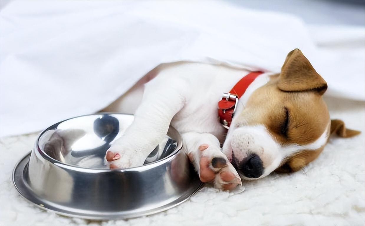 宠物主人养宠常遇到的问题,宠物主人必看