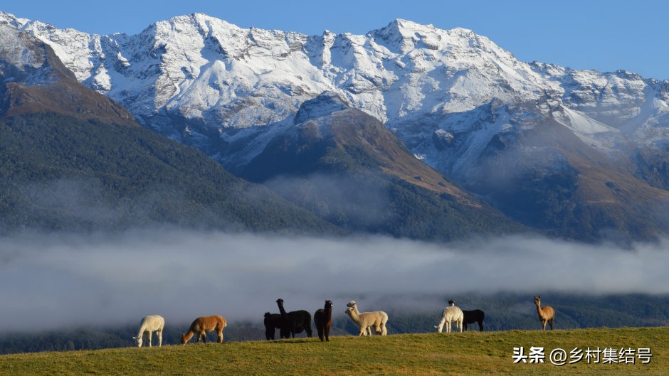 新西兰格伦诺基动物体验农场:一家以动物体验为主题的特色农场
