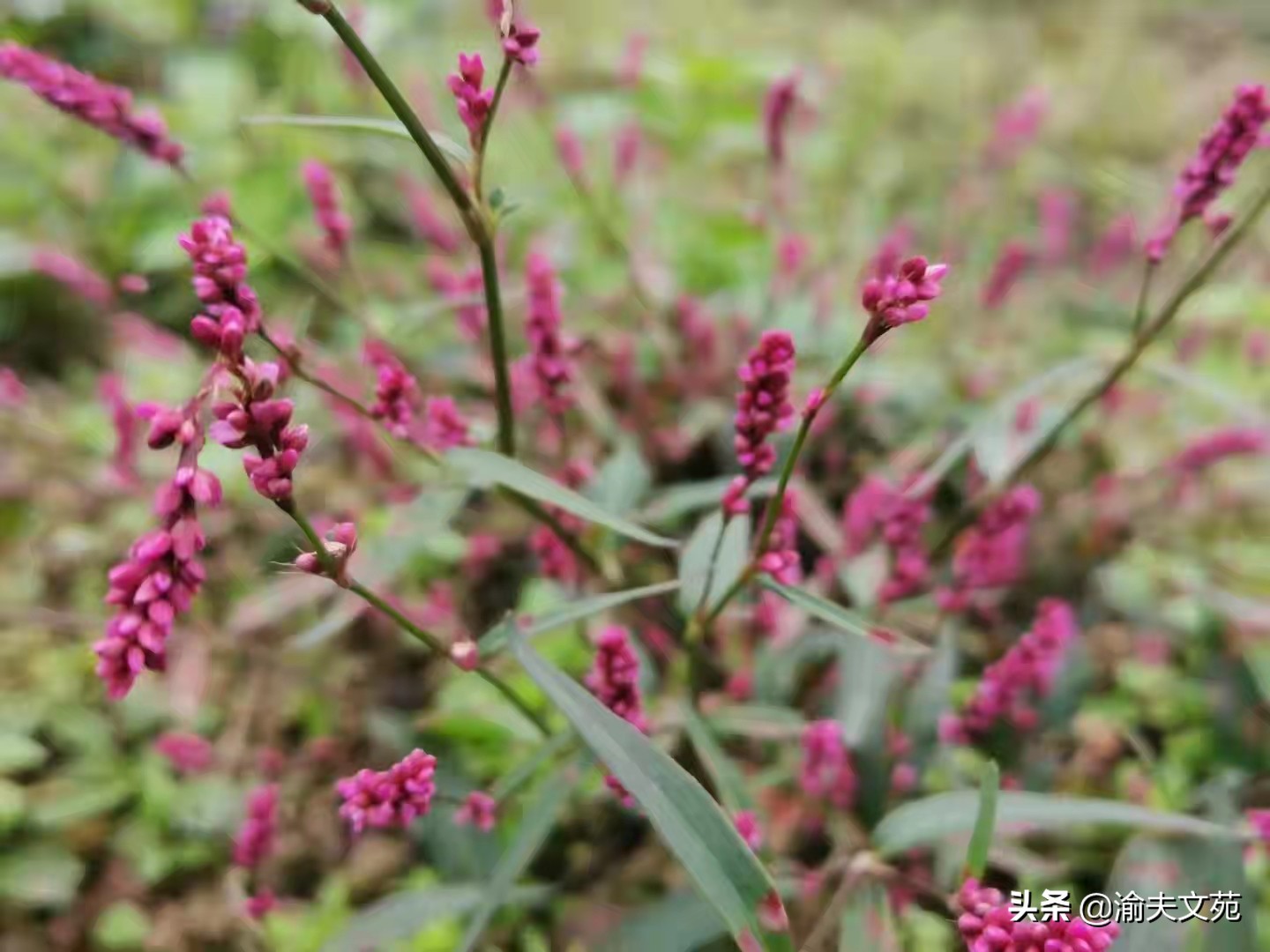 六星散,六星分离测评