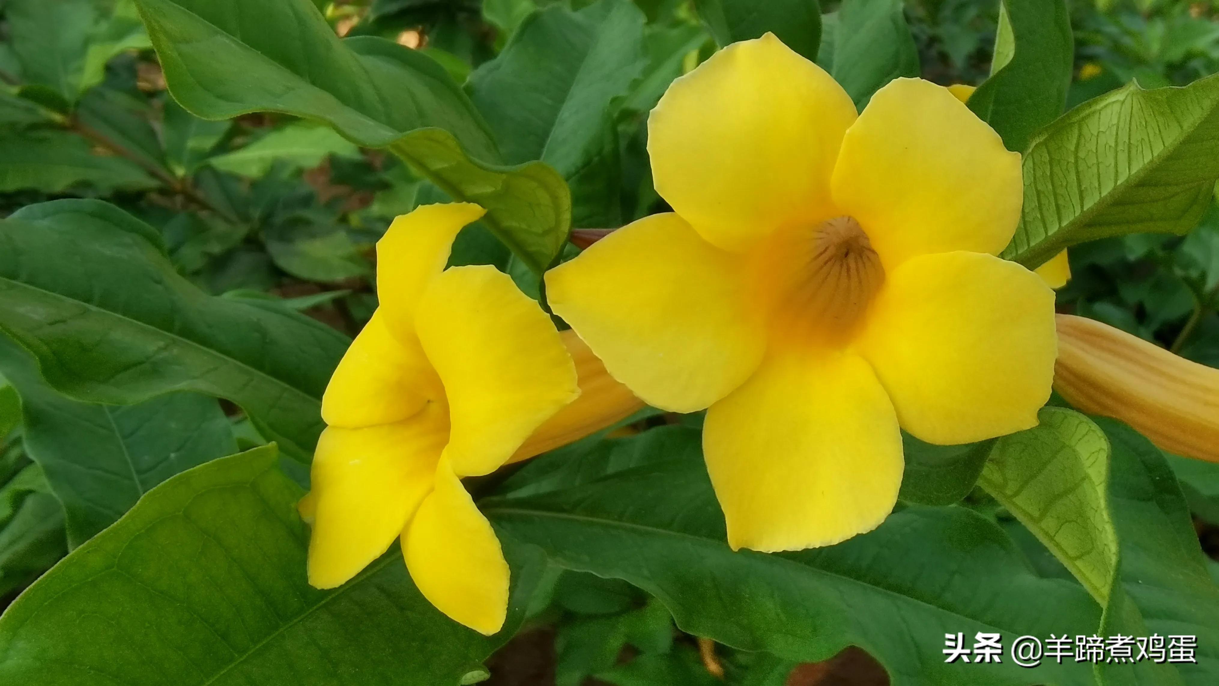 三亚椰梦长廊日落绝美,三亚湾椰梦长廊看夕阳最佳观赏点