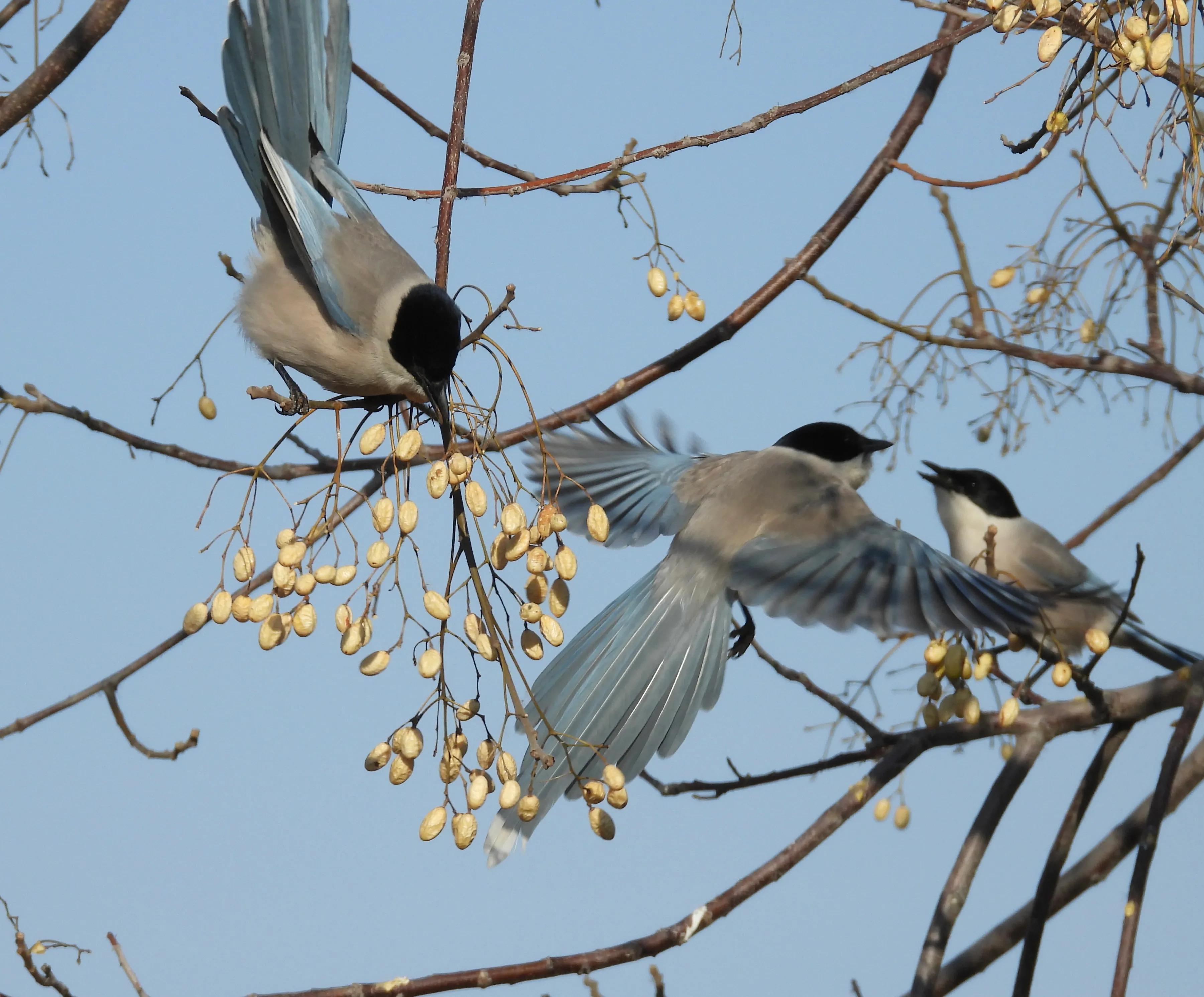 灰喜鹊冬天食物,灰喜鹊喂什么