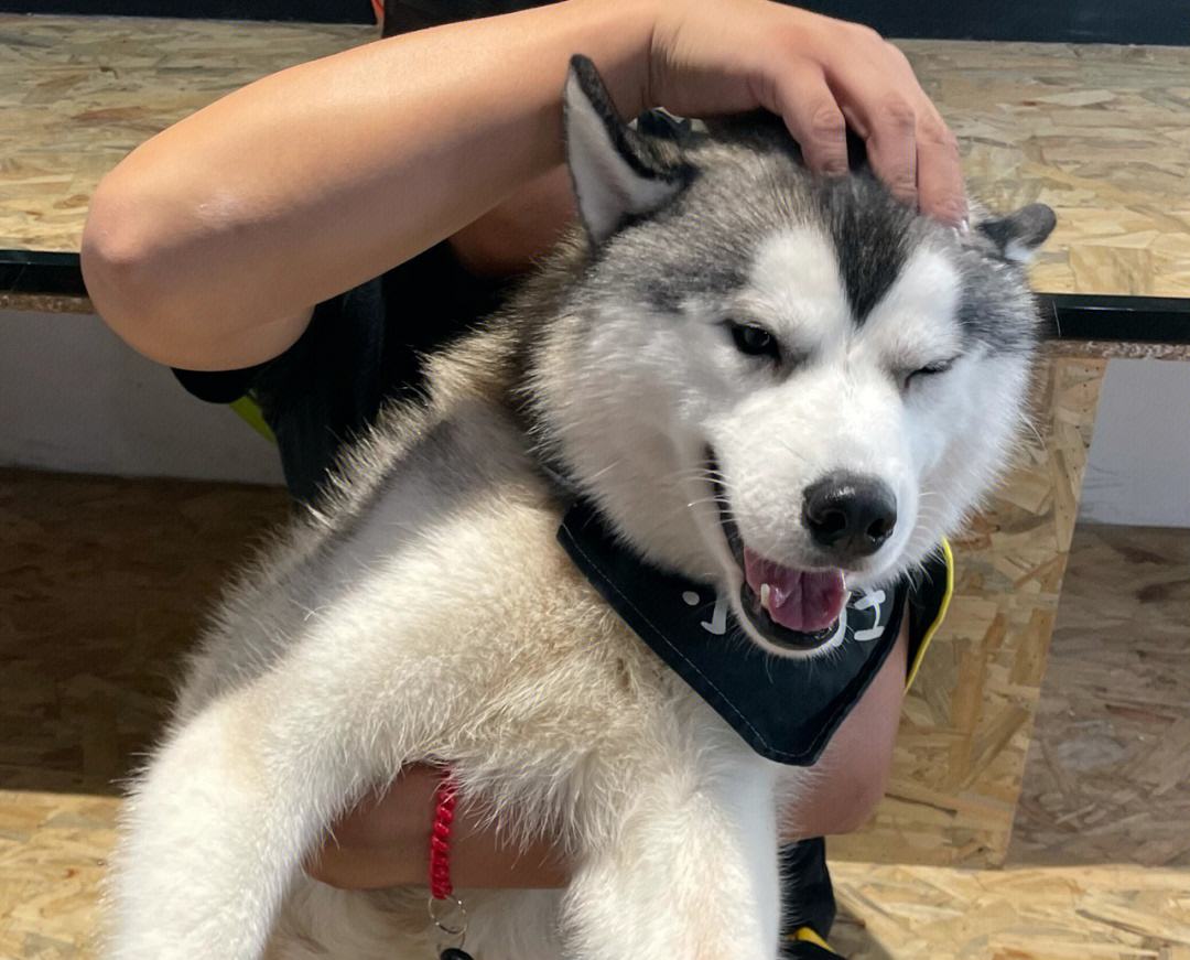 奉劝新手养狗别选这6种狗狗,这些养狗狗的诀窍你一定要知道