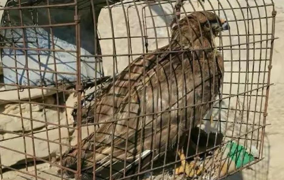 2017年商贩买了只怪鸟，卖150元都没人要，被抓才知是牢底坐穿鸟