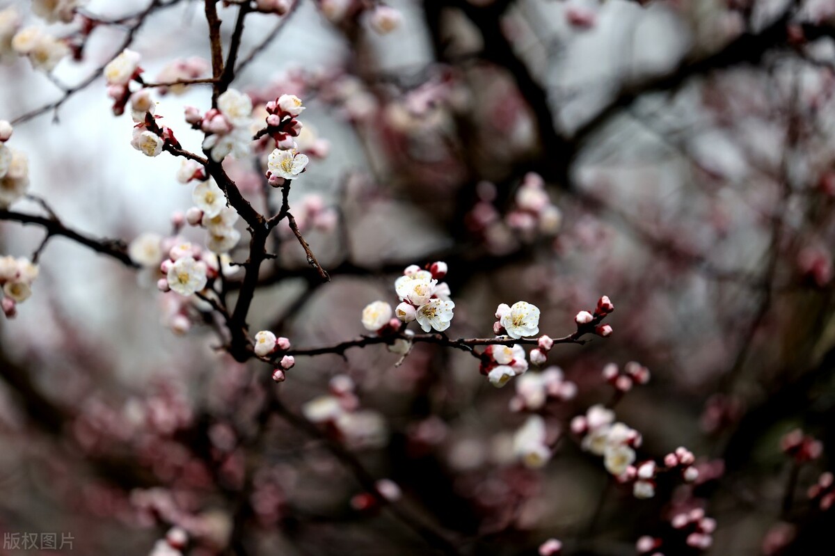 10首春游诗词看古人春天有多浪漫,十首最美春日诗词邂逅最美春愁