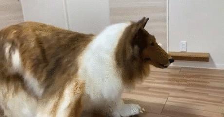 不想再做人,日本男子花了200万让自己变成了狗