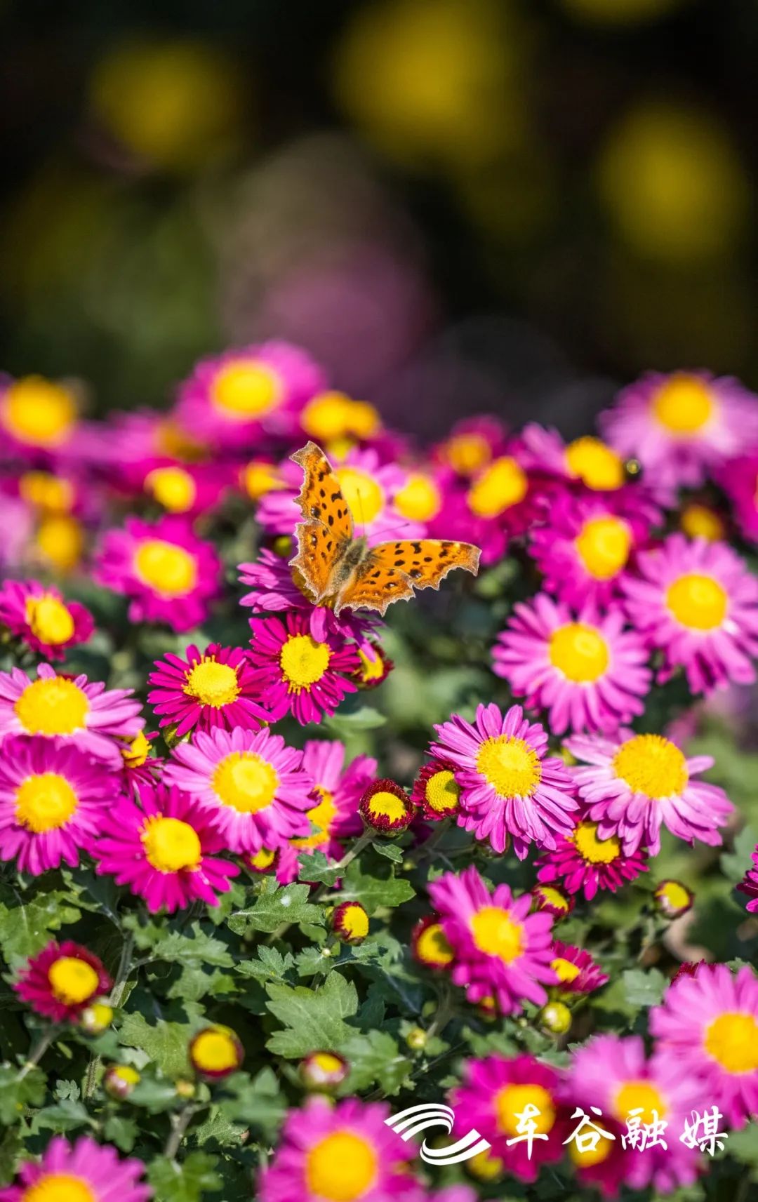淘金山骑行绿道和东湖骑行绿道,周末绿道骑行一路都是美景