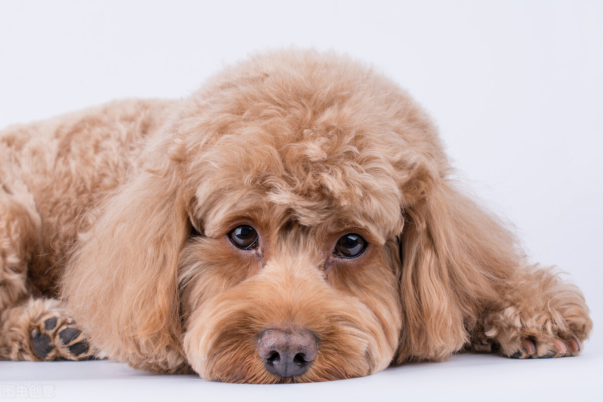 泰迪突然精神不振流鼻涕,泰迪鼻头干流鼻涕