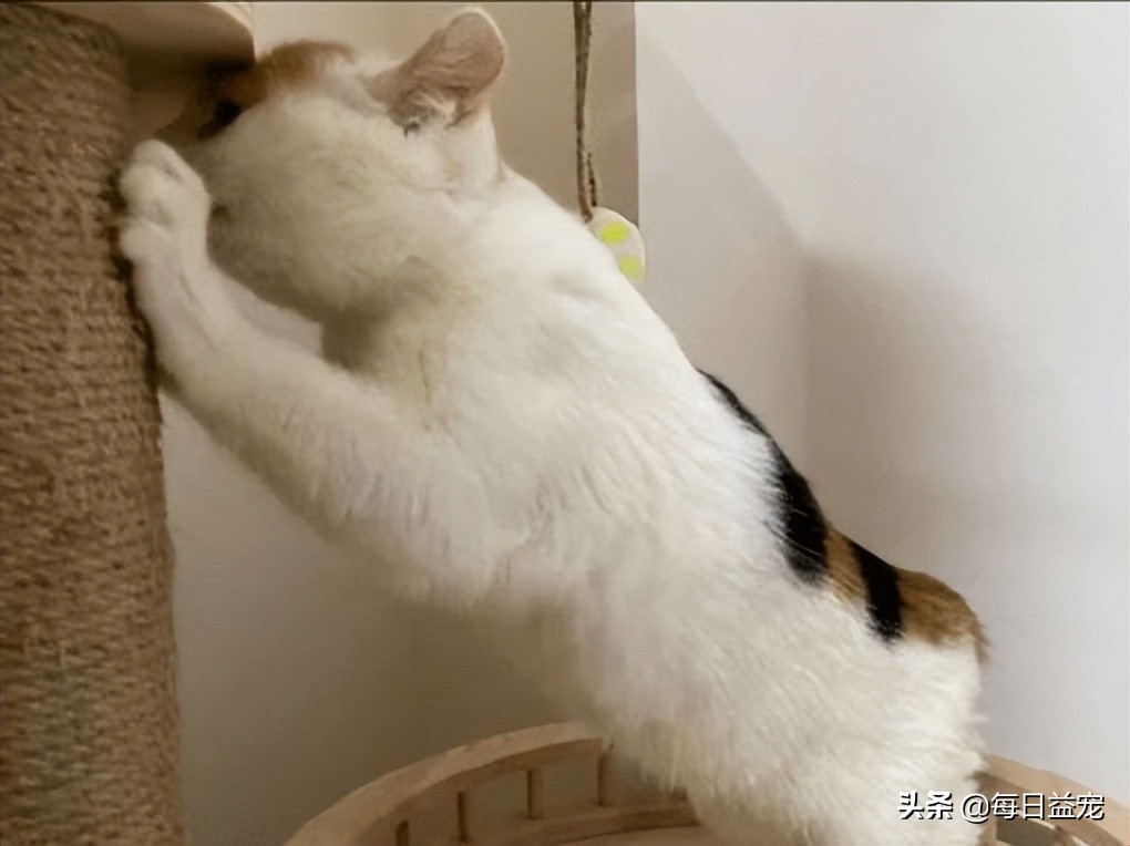 流浪猫被收养最后得病去世,流浪猫后腿瘫痪被救