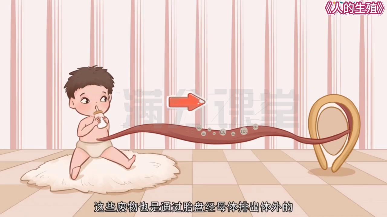 8年级上册生物人体繁殖讲解,生物八年级人的繁殖课本