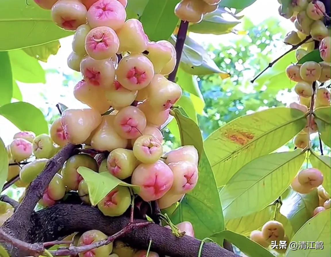 常用植物生长调节剂正确使用方法,植物调节剂喷后几个小时见效果