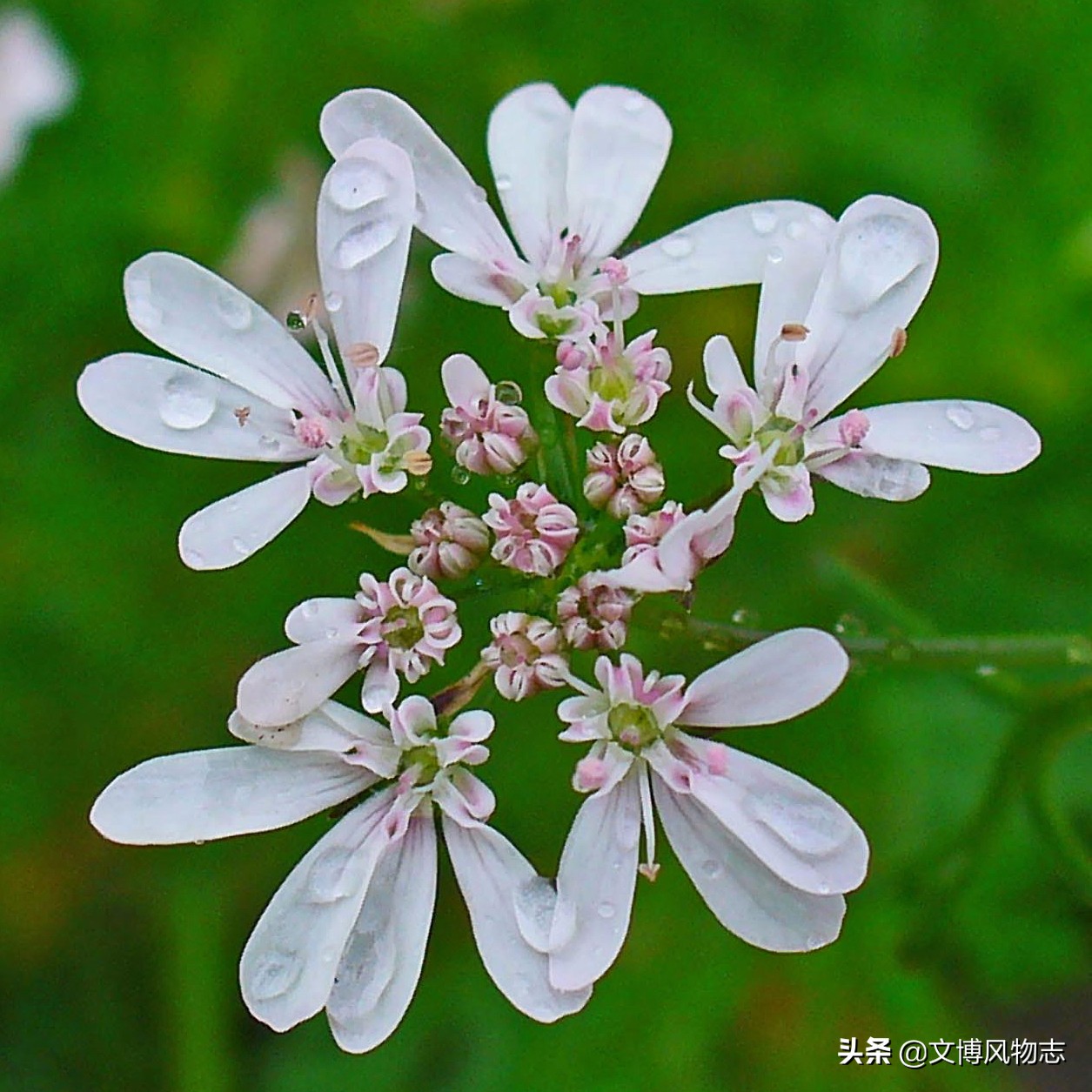 比利时啤酒知识大全,夏季精酿啤酒畅饮计划