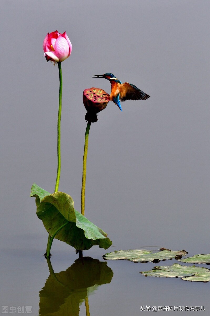 出淤泥而不染濯清涟而不妖深意,出淤泥而不染濯清涟而不妖相似词