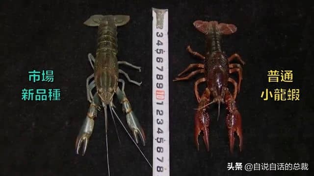 龙虾青龙和花龙区别,龙虾也是生物为什么我们要吃它