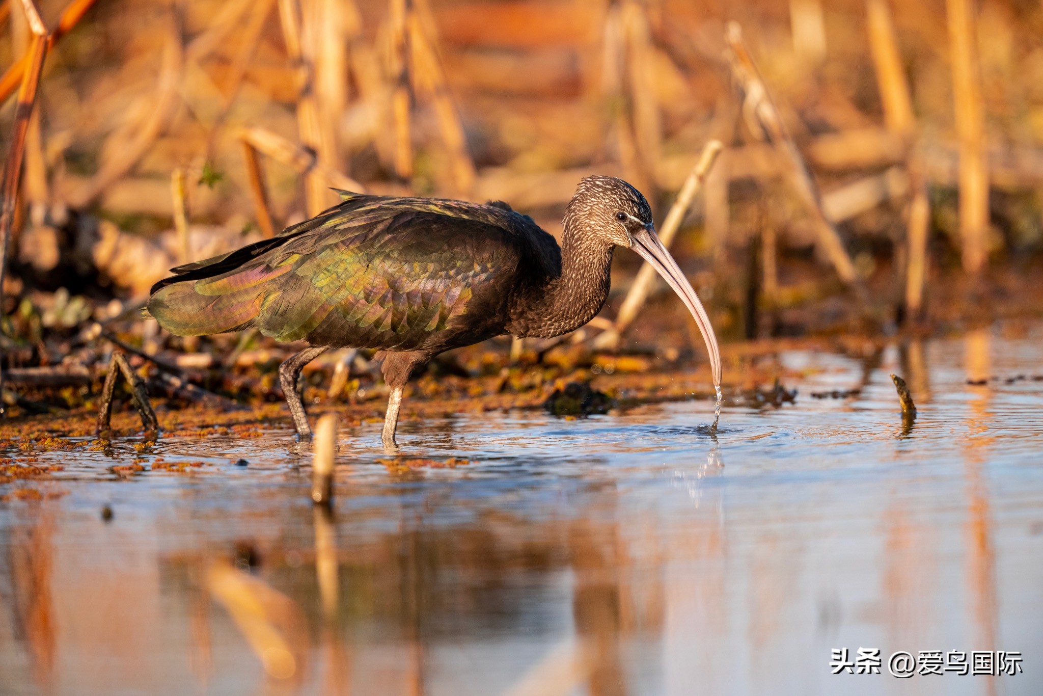 Alpha 1鸟种“加新”之旅 索尼云南拍鸟活动手记