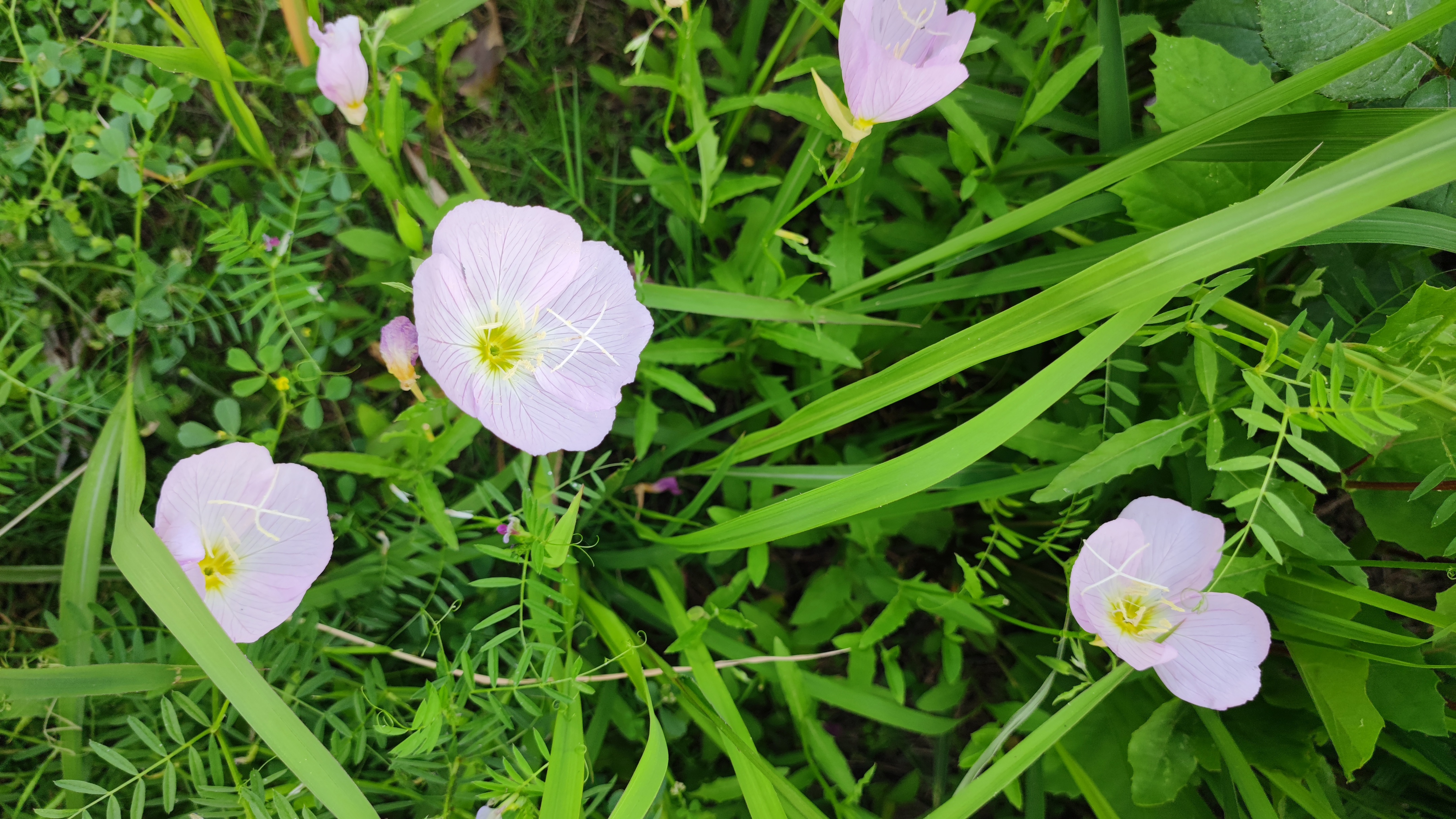 武汉青山江滩攻略,五一武汉青山江滩