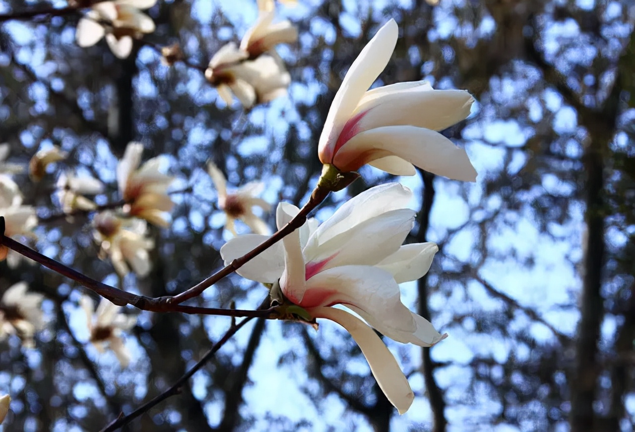 公园路边植物图片,路边的小植物有哪些