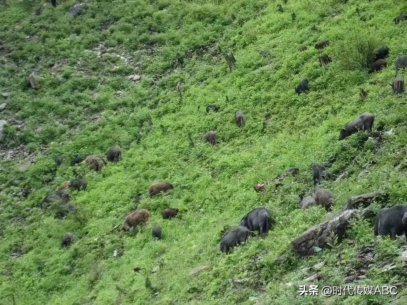 武都土特产有哪些,平武大山深处