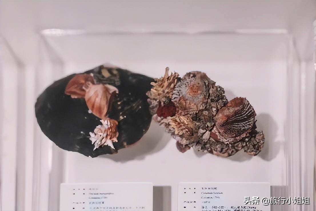 夏日海边微醺氛围感,滨城风光秀丽浪漫气息爆表