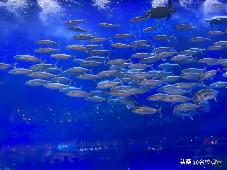 蔚蓝做苍穹，鱼儿变繁星！新川学子，走进浩海立方，探秘无限海洋