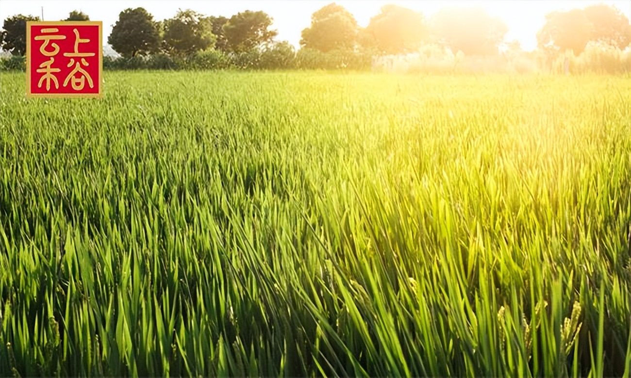 云上禾谷粮油店加盟费多少,开一家云上禾谷粮油店需多少钱